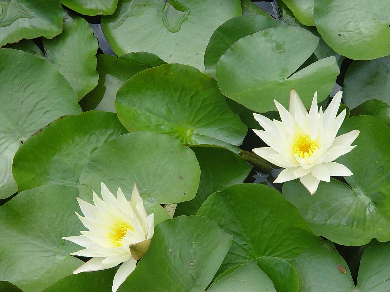 booroowhangary-nov09 043.jpg